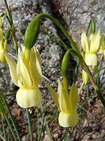 Angel's Tears  - Narcissus triandrus © John Muddeman